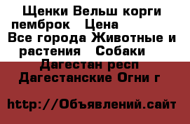 Щенки Вельш корги пемброк › Цена ­ 35 000 - Все города Животные и растения » Собаки   . Дагестан респ.,Дагестанские Огни г.